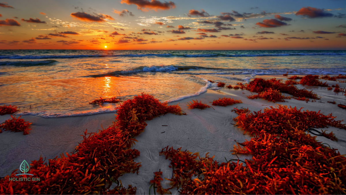 Sea’s Superfood Exploring the Benefits of Red Algae