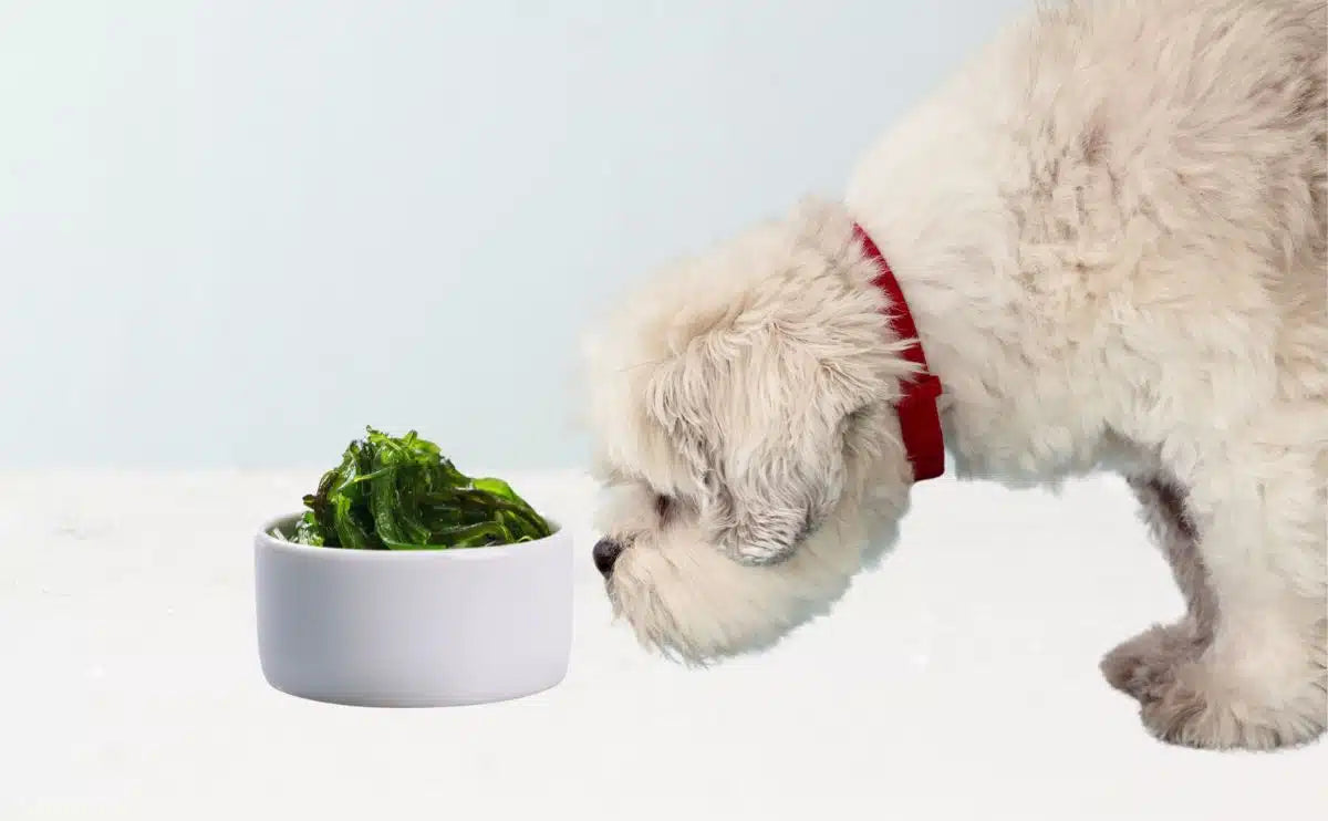 7 Surprising Health Benefits of Dog Seaweed Supplement: A Must-Have for Your Pet