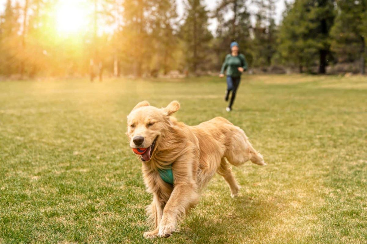 A Natural Boost to Your Pet's Health with Blue Spirulina Powder for Dogs