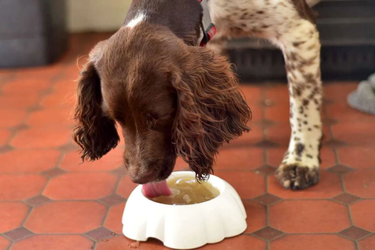 Amazing Natural Supplement Your Dog Needs, Bone Broth for Dogs