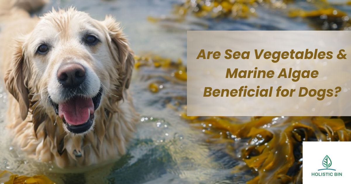 Are Sea Vegetables & Marine Algae Beneficial for Dogs?