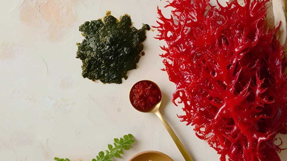 Boost Your Gut Health with Seaweed: The Power of Prebiotics