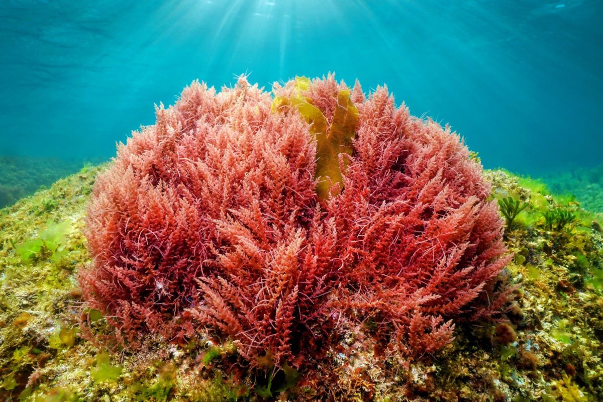 Pure Planet Red Marine Algae: Four Real Benefits