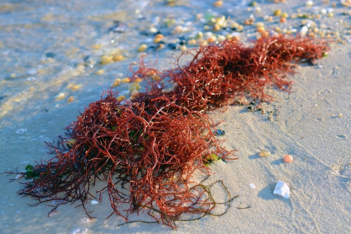 The Key to Better Health: Vibrant Health Red Marine Algae