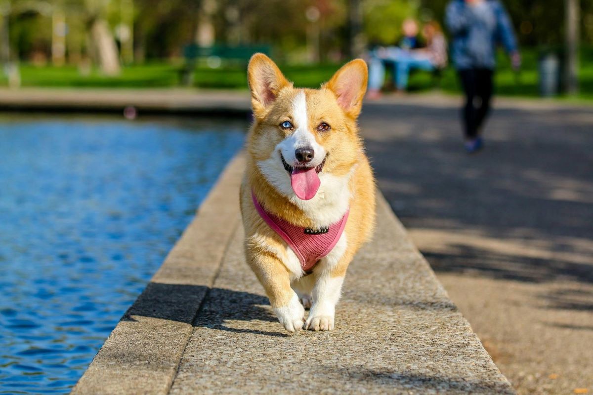 The Natural Boost Your Pet Needs with Seaweed Supplement for Dogs