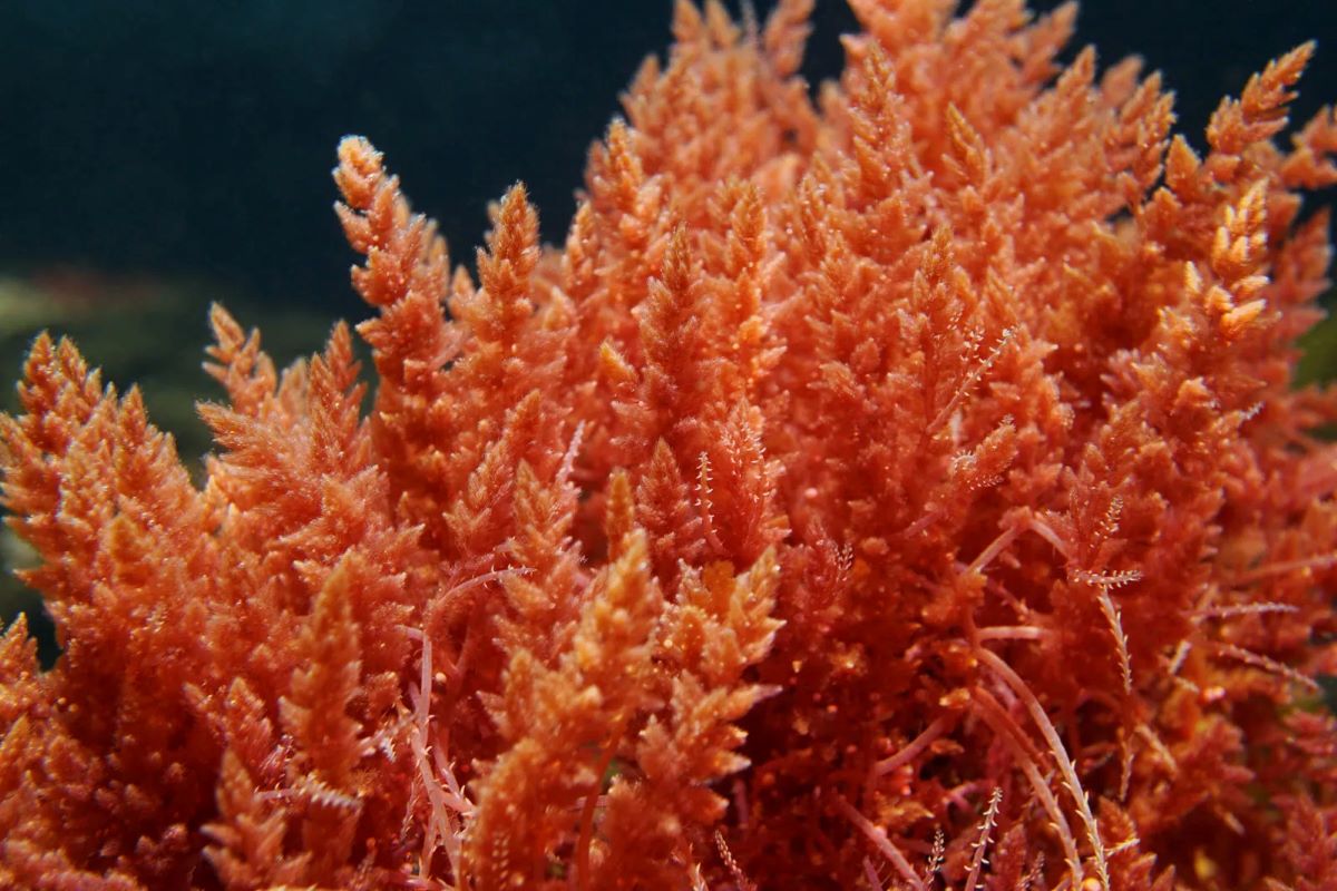 The Surprising Truth About Gigartina Red Marine Algae Ointment You Need Today