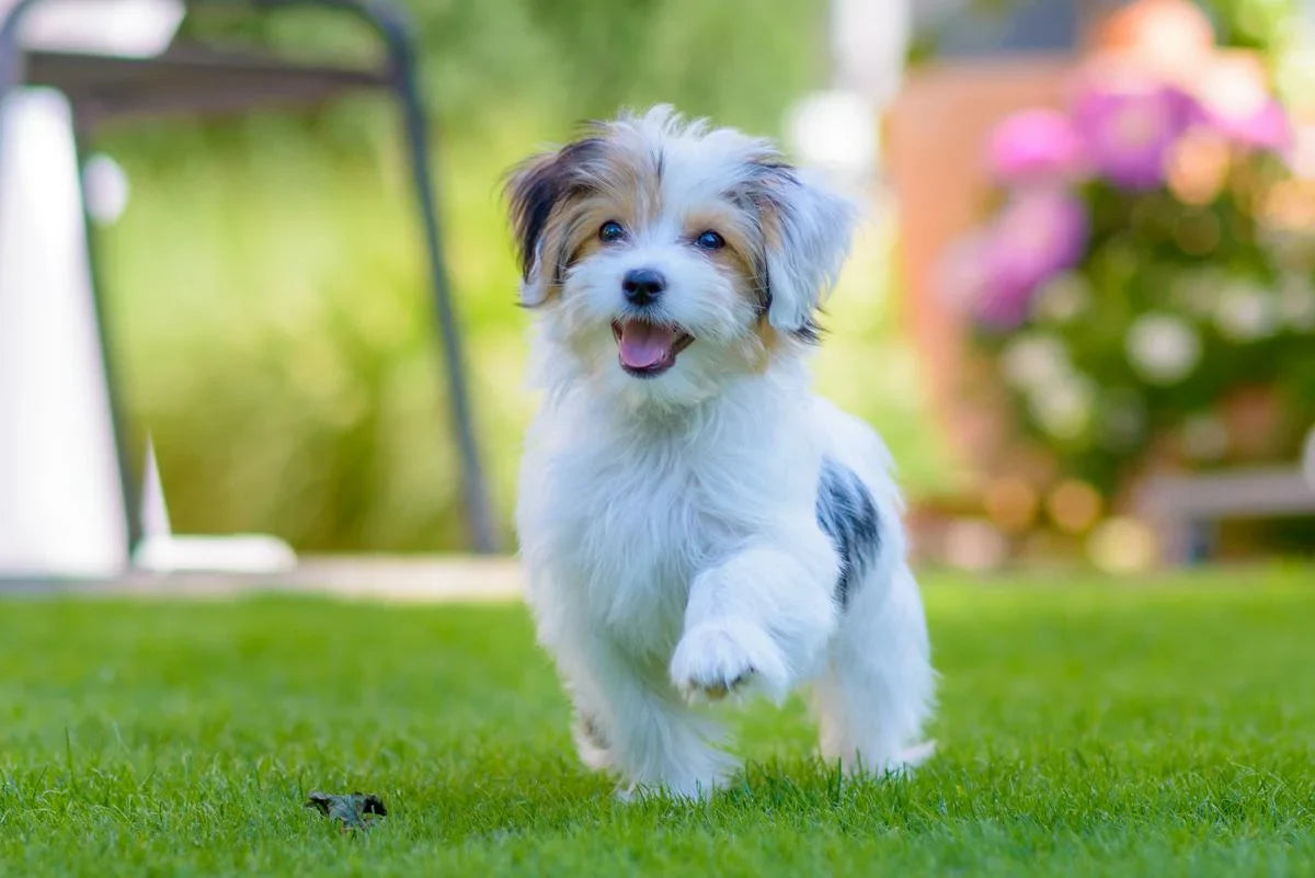 Why Every Dog Owner Is Talking About Seaweed Supplement for Dogs