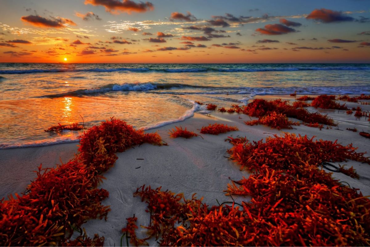 Why Your Body Craves Pure Planet Red Marine Algae Superfood Now