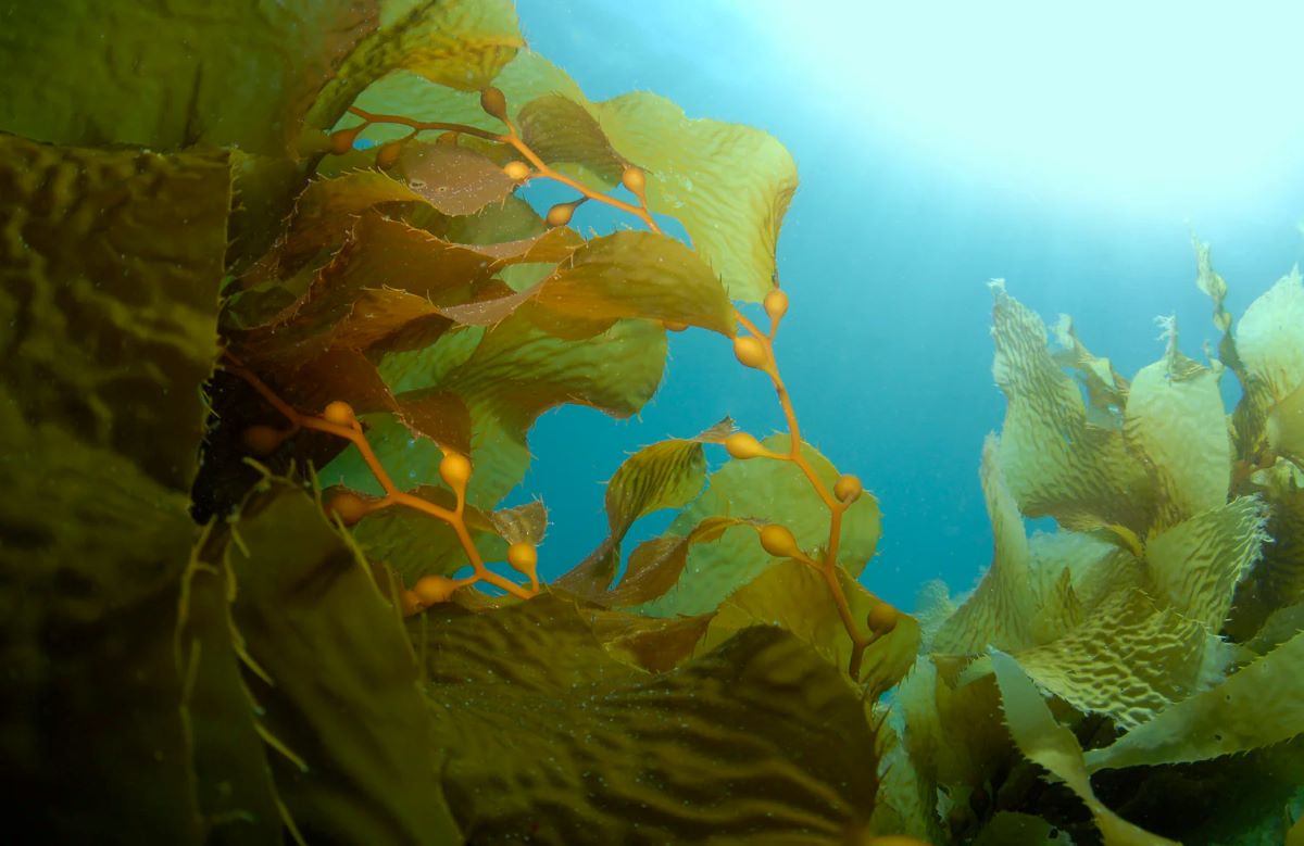 Why Your Diet Needs Seaweed and Kelp Supplements Today