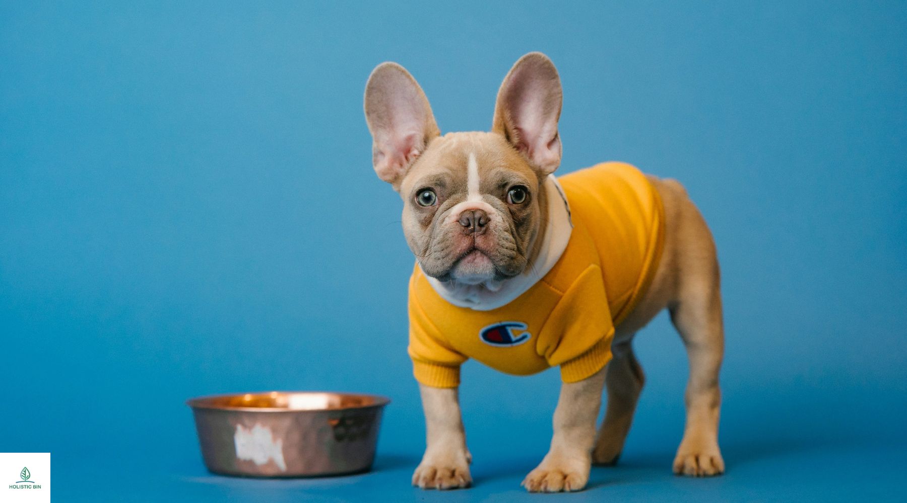 Is Freeze-Dried Dog Food the Best for Your Pooch?