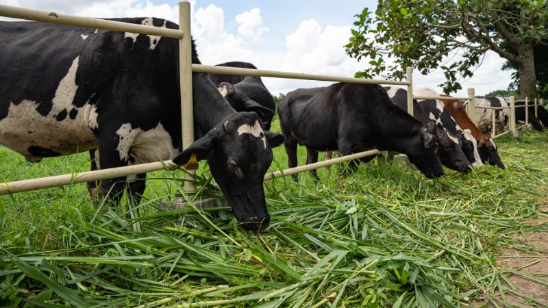 Cows eating grass