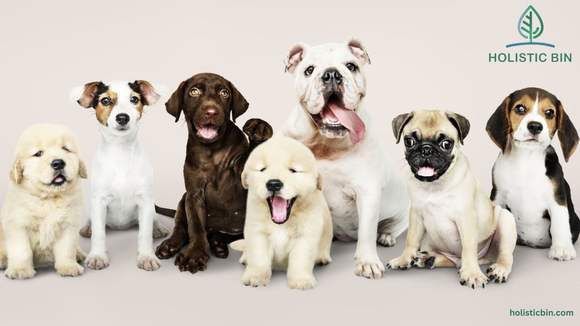 Should You Consider Getting a Dog DNA Kit for Your Pup?