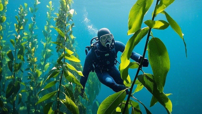 Diver harvesting kelp