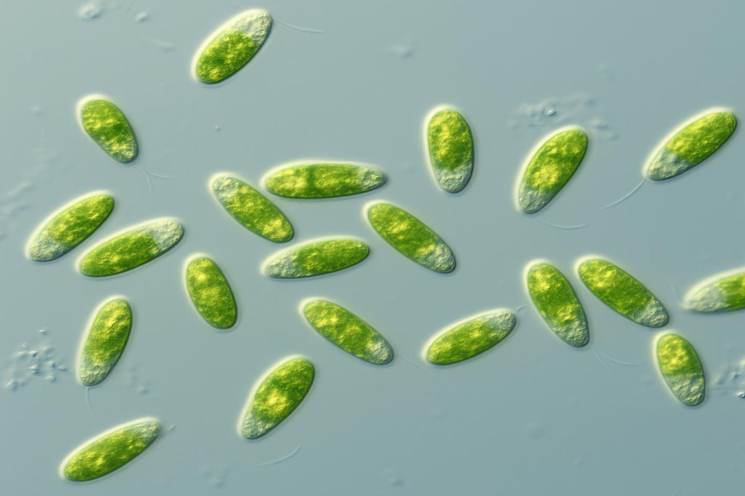 Dunaliella Salina: The Natural Algae Superfood From The Sea