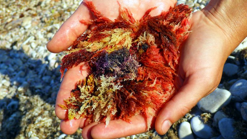 Sea Moss vs Irish Moss vs Gigartina: What’s the Difference?