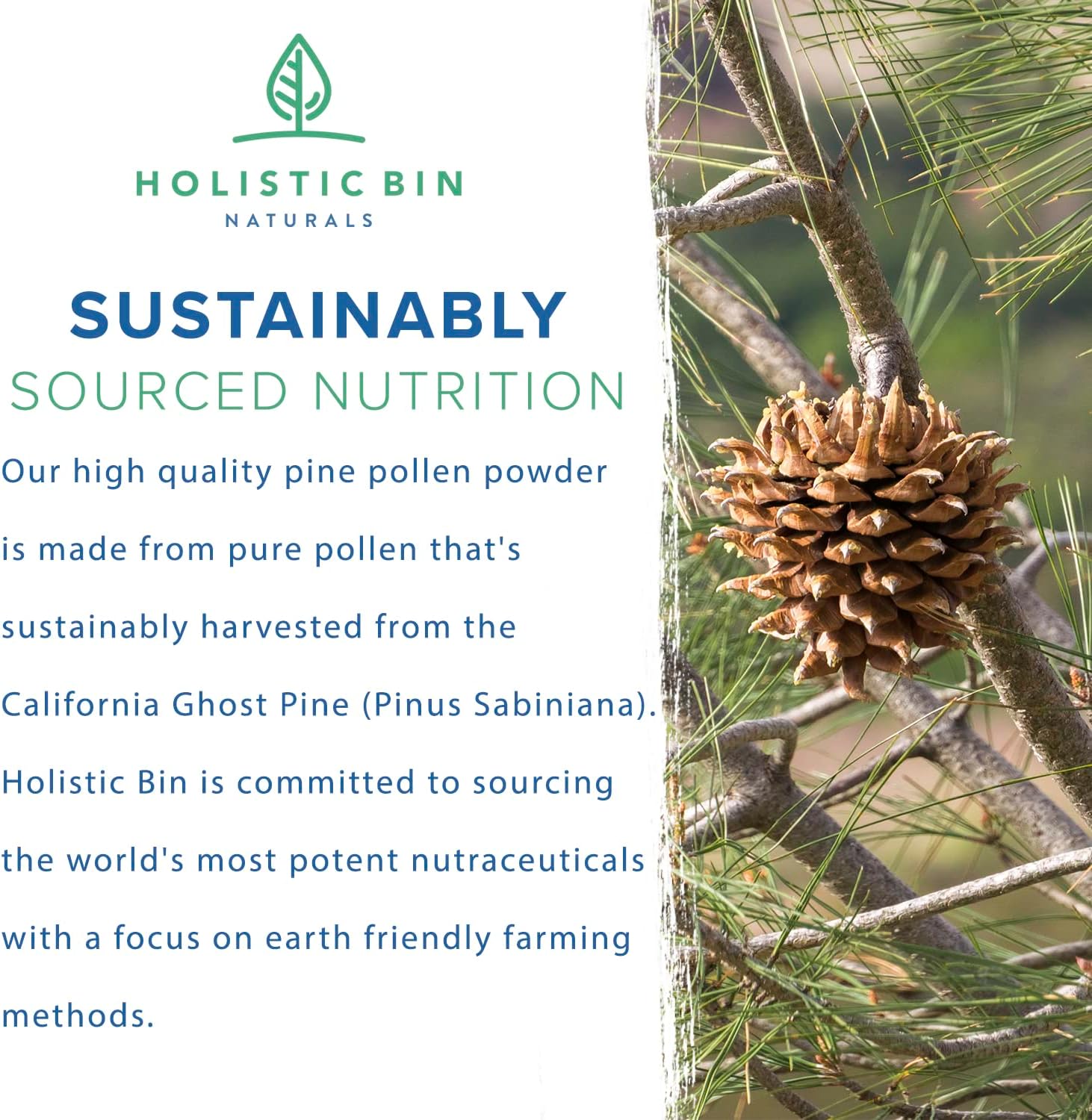 Wild-Harvested Canadian Pine Pollen Powder - 20 grams