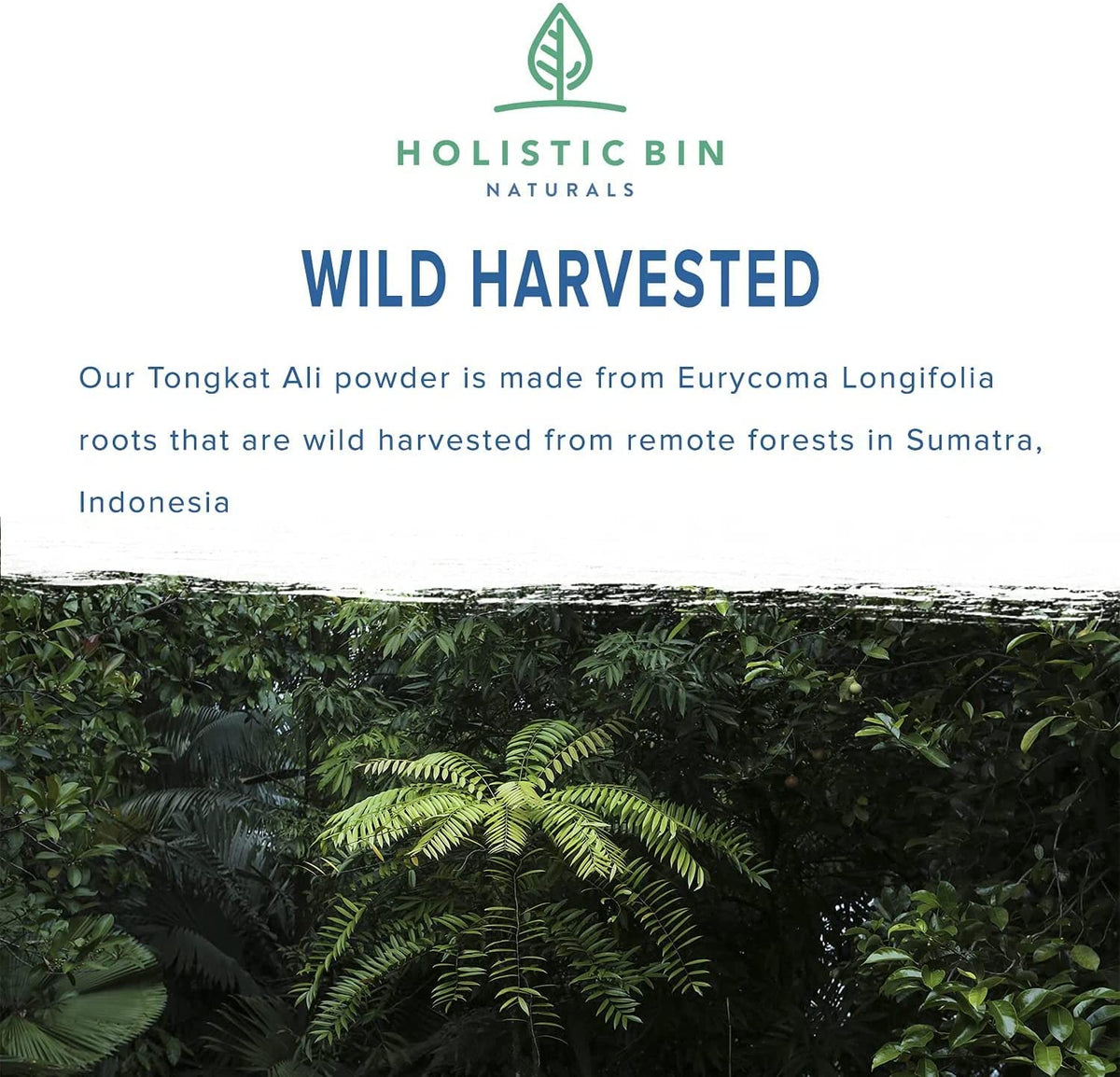 Holistic Bin Indonesian Tongkat Ali Capsules | Wild Harvested Eurycoma Longifolia Roots from Sumatra | No Fillers, 100% Pure (30 Day Supply)