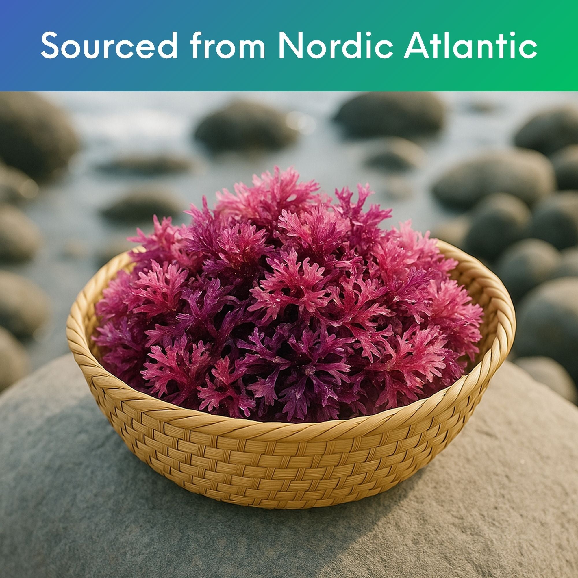 Celtic Sea Moss (Chondrus Crispus) Powder - 30 Grams