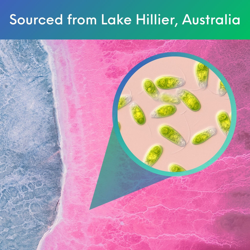 Premium organic marine phytoplankton Dunaliella salina powder for smoothies and pantry blends