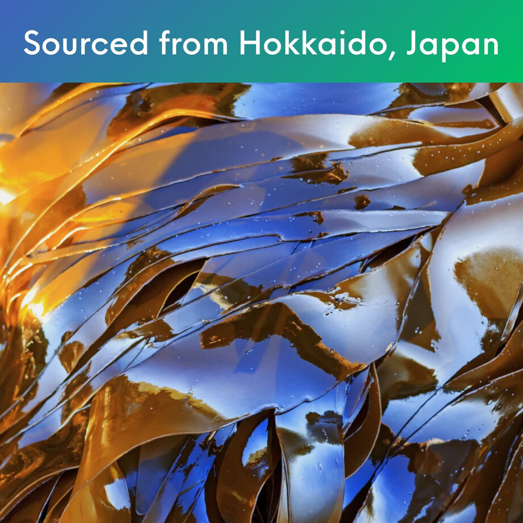 Premium fermented kombu kelp powder for pantry use in drinks soups dressings and wellness blends