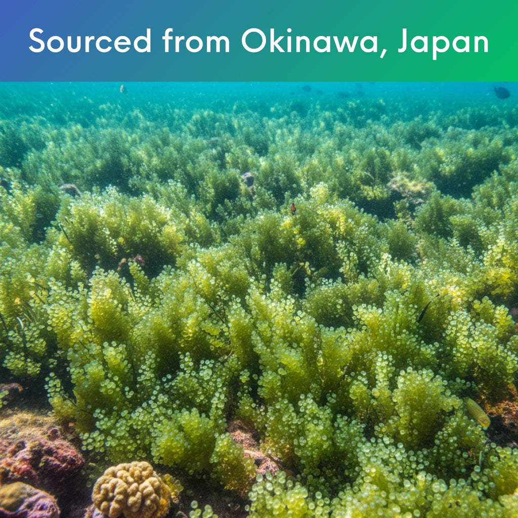 Holistic Bin grocery and gourmet sea grape powder longevity seaweed from Okinawa finely milled 120 mesh powder