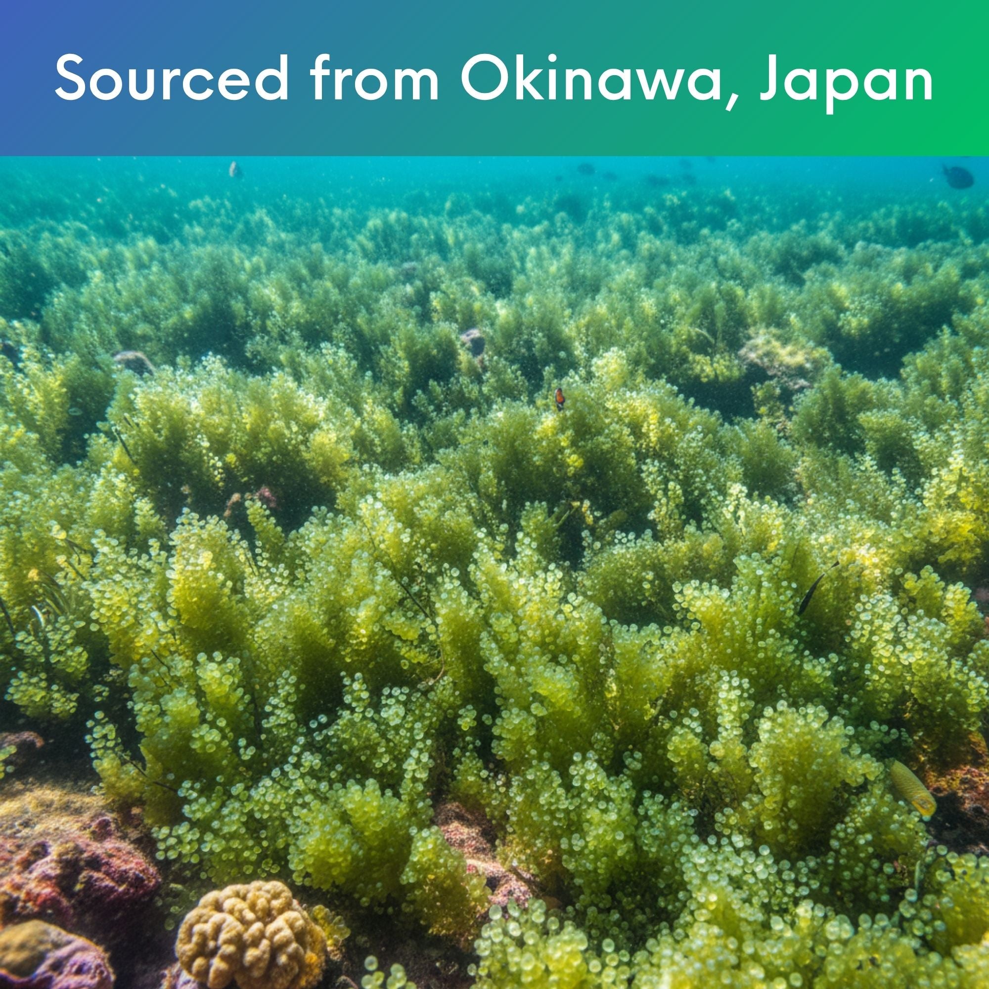 Holistic Bin grocery and gourmet sea grape powder longevity seaweed from Okinawa finely milled 120 mesh powder