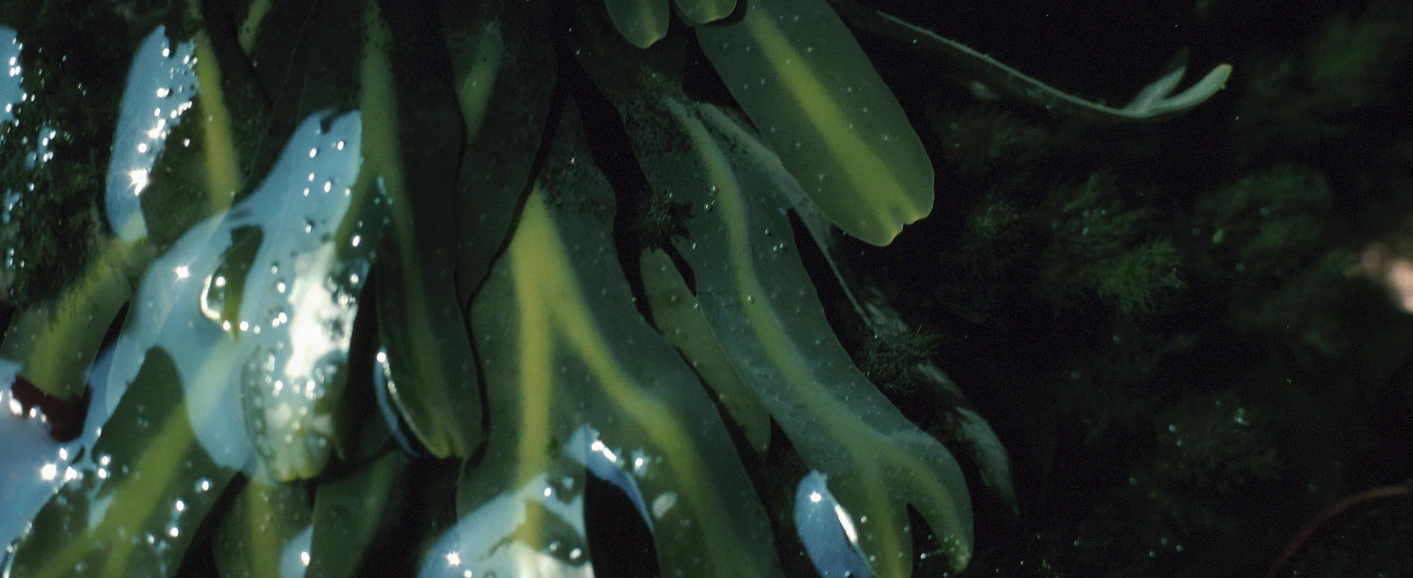 Fucoxanthin 5% HPLC: (Laminarnia Japanonica) Seaweed Extract Powder - 30 Grams