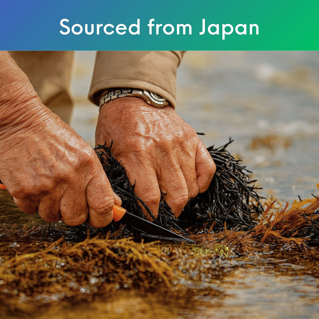 Dried Hijiki Seaweed - 50 Grams