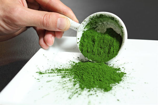 Tetraselmis Chui Powder – Marine Micro-Algae (Single Cell Phytoplankton) | 30 Grams
