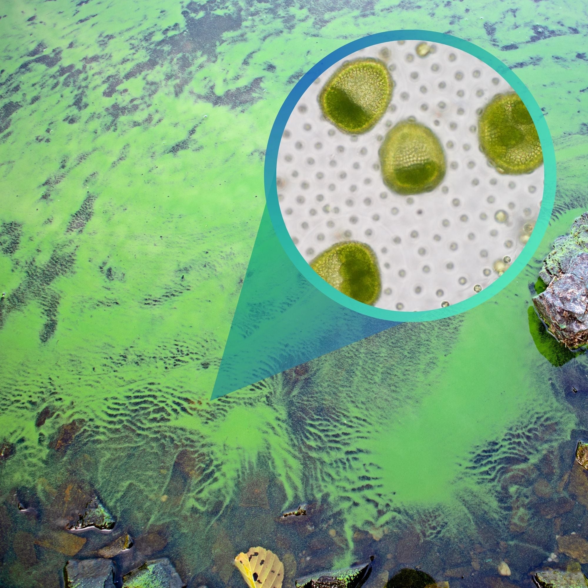 Tetraselmis Chui Powder – Marine Micro-Algae (Single Cell Phytoplankton) | 30 Grams