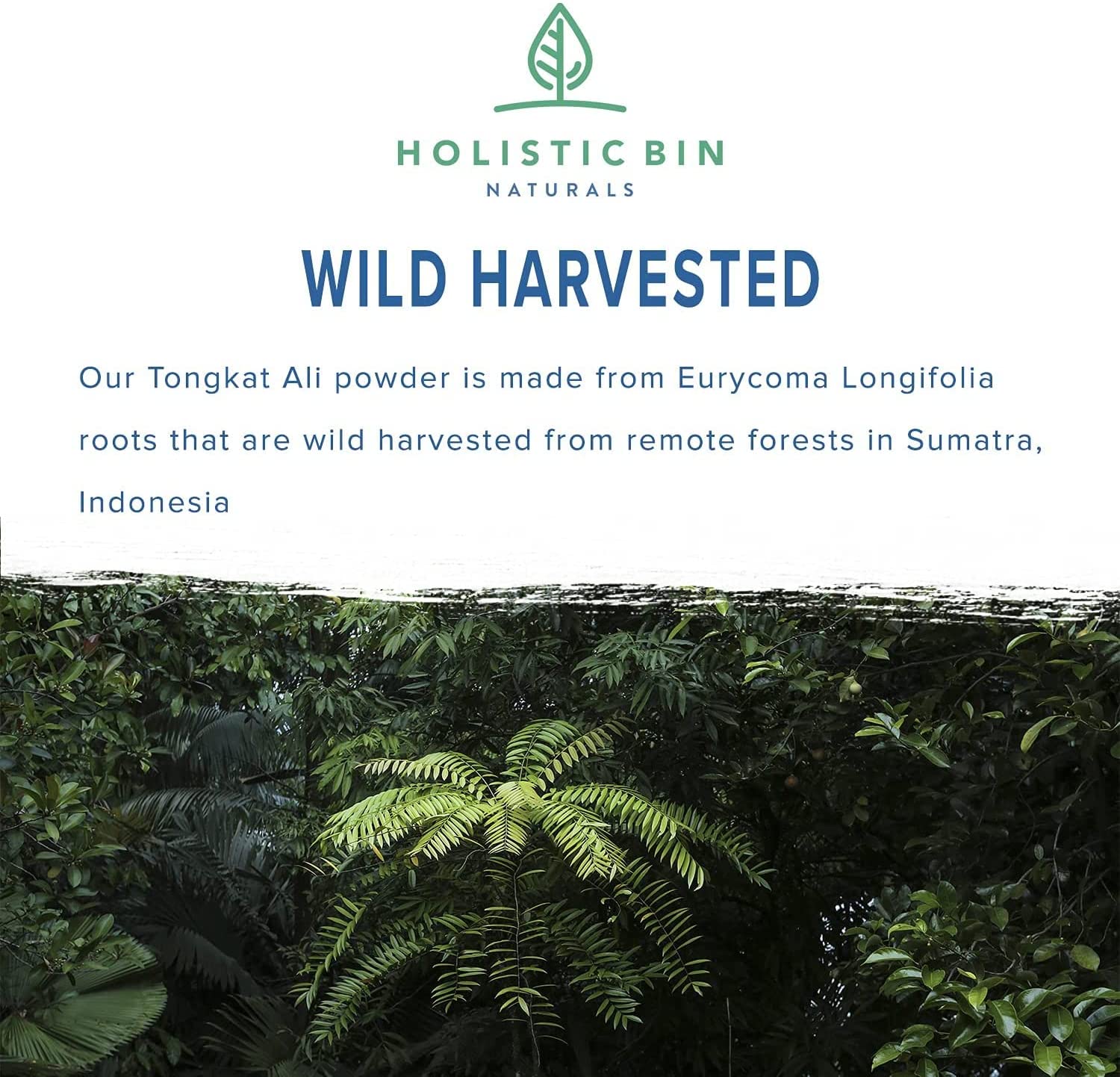 Wild-Harvested Sumatran Tongkat Ali Capsule - 40 Count
