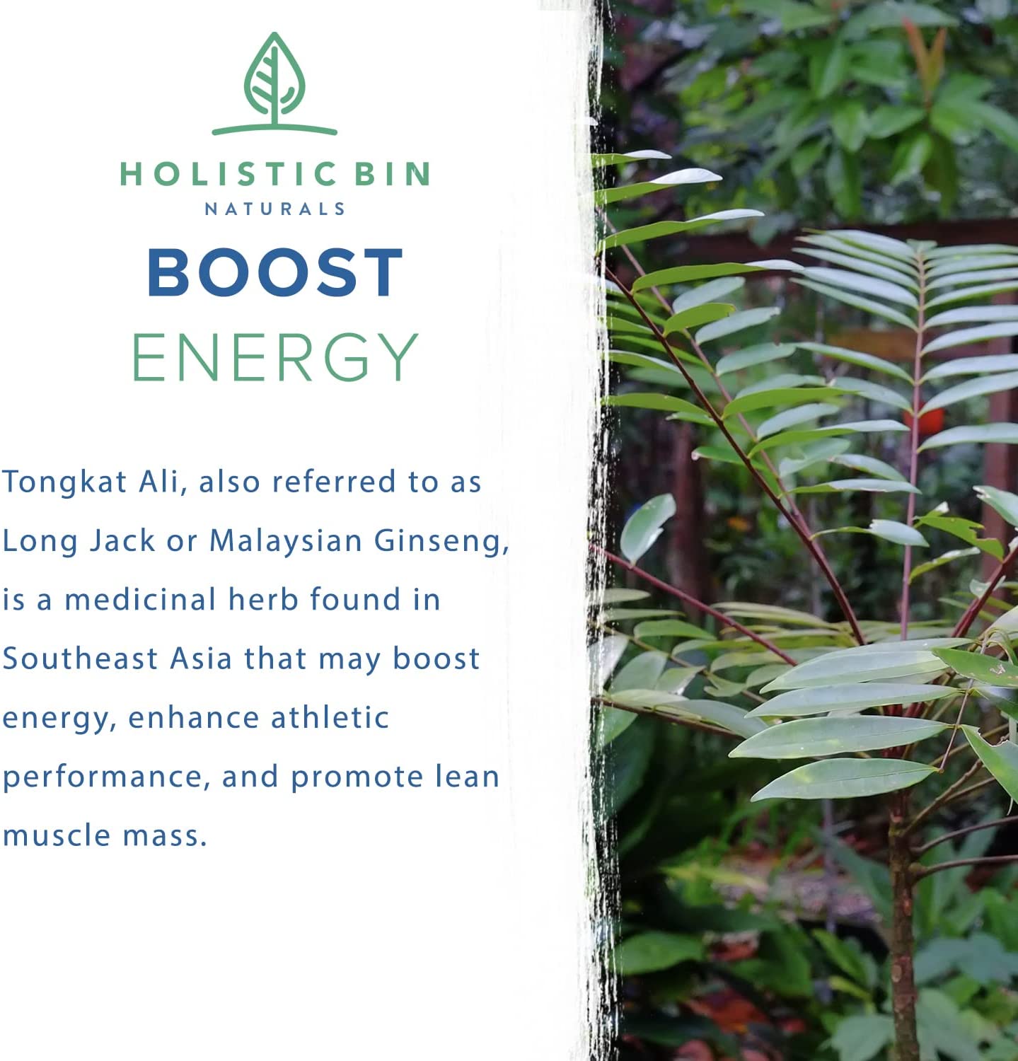 Wild-Harvested Sumatran Tongkat Ali Capsule - 40 Count