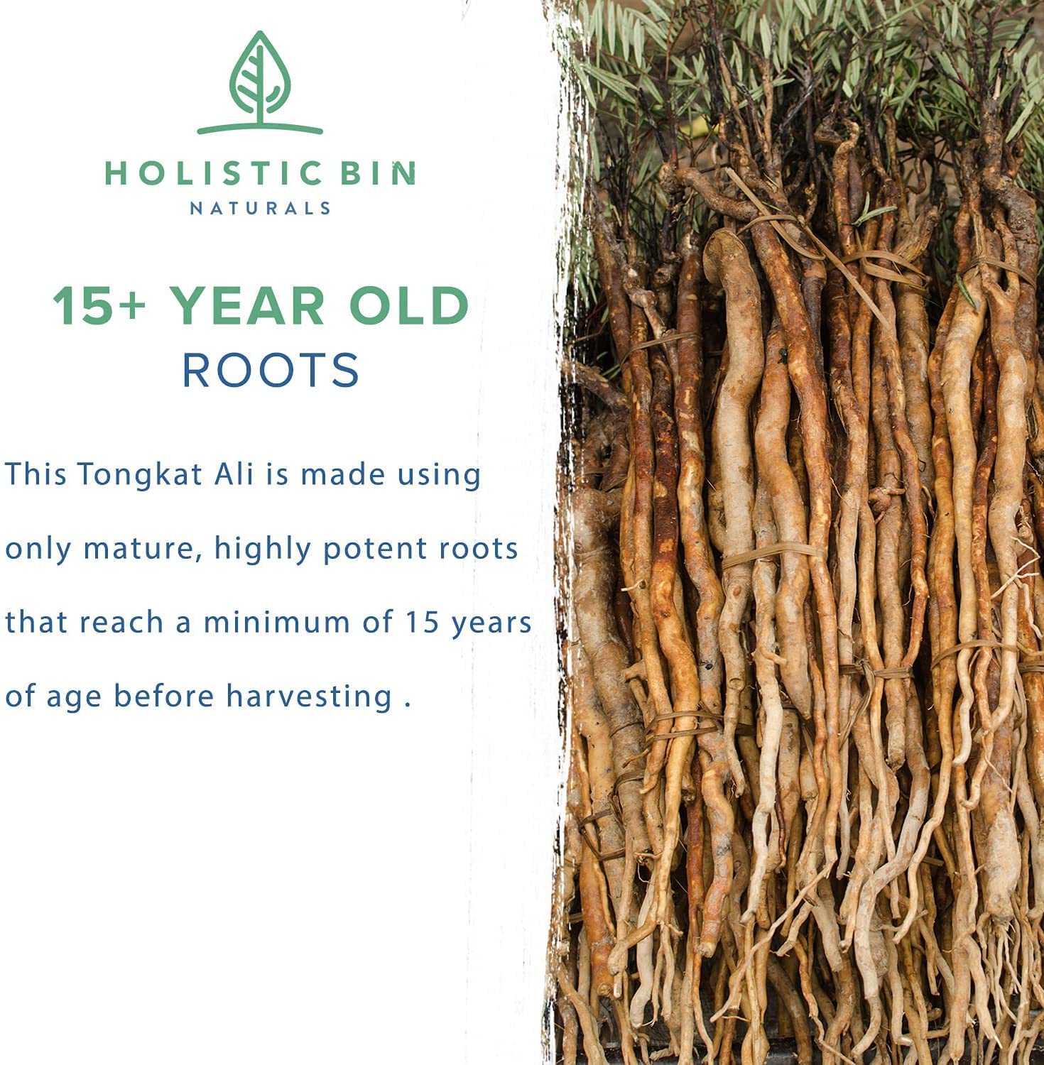 Wild-harvested Tongkat Ali capsules in 40 count pouch made with Eurycoma longifolia root extract from Sumatra